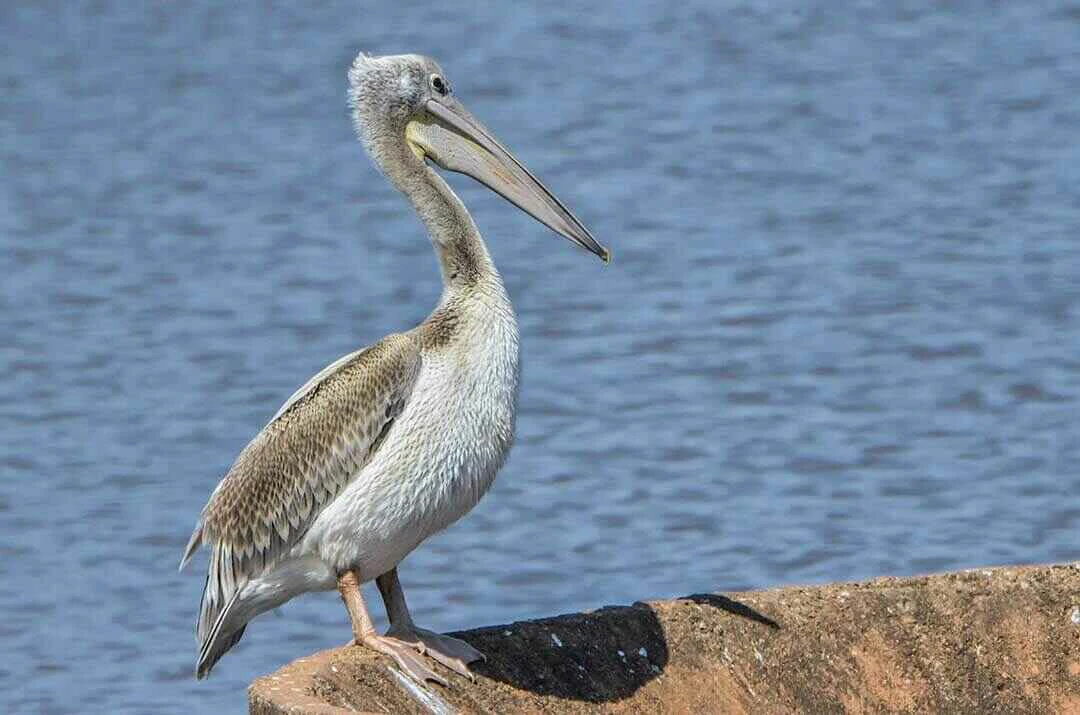 Pink backed Pelican